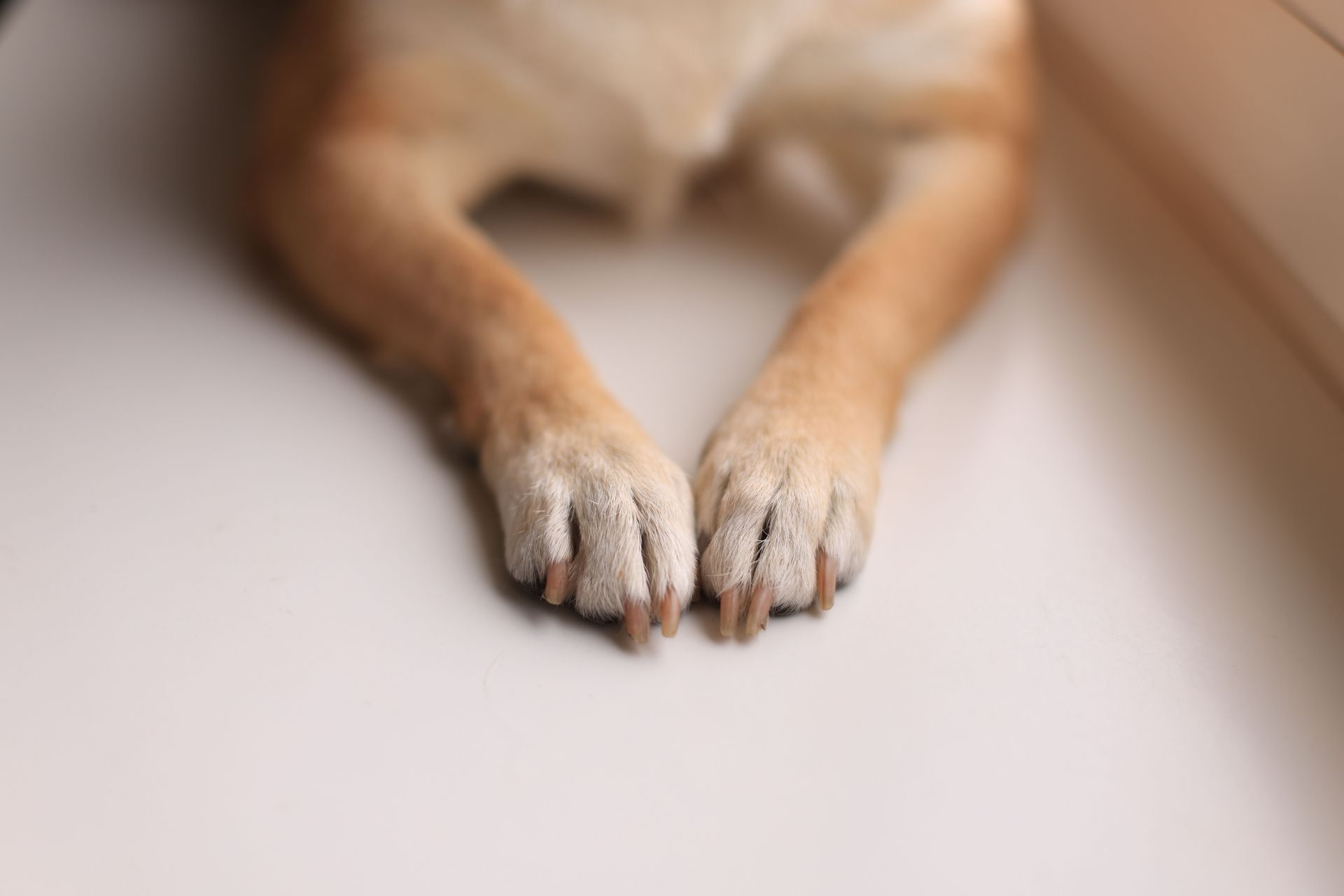 A close-up shot of a dog's paws on a smooth white surface, emphasizing texture and detail.